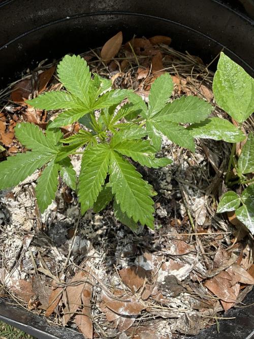 1st grow. Week 4