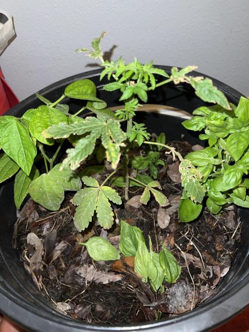 1st grow. Week 5