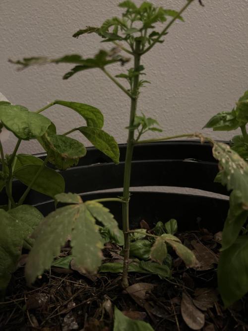 1st grow. Week 5