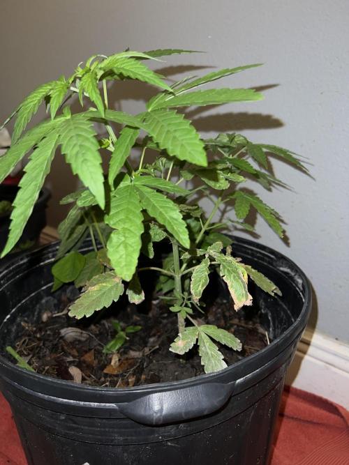 1st grow. Week 5