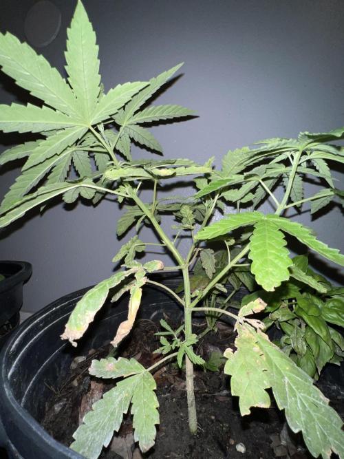 1st grow. Week 5