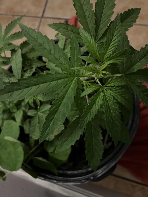 1st grow. Week 5