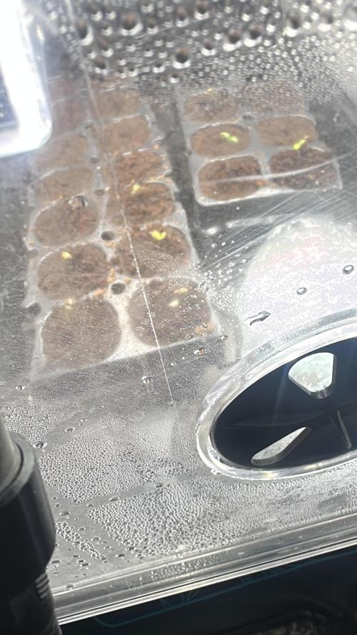 First ever run 🤞🏼. Week 0 - Popped the beans using the papertowel method before transplanting to coco cubes.