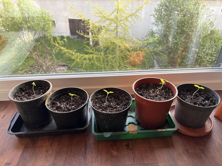 Morigrow26. Week 1