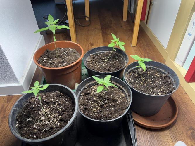 Morigrow26. Week 2