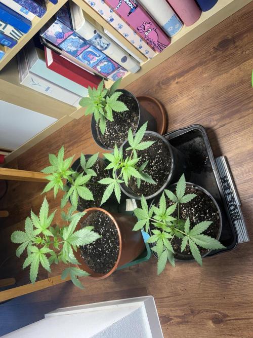 Morigrow26. Week 3