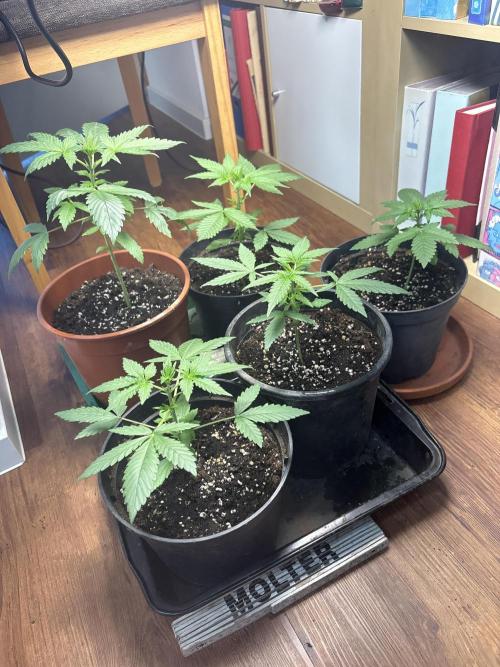 Morigrow26. Week 3