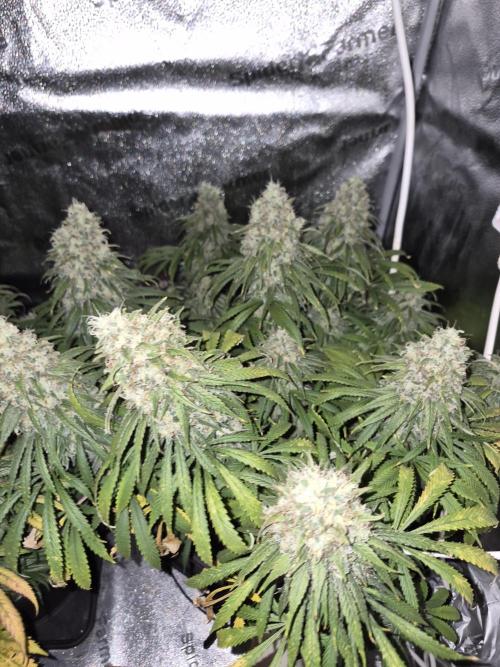Kamillo. Week 14 - Super frosty buds