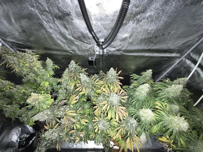 Kamillo. Week 14 - The whole garden
