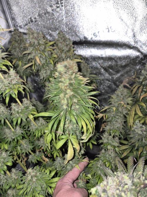 Kamillo. Week 14