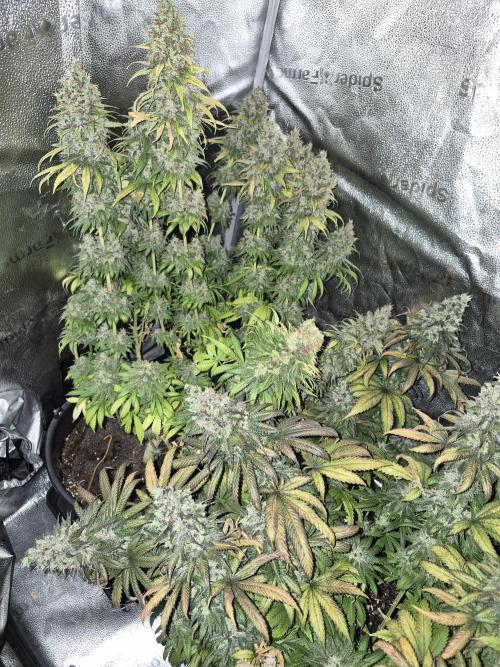 Kamillo. Week 14