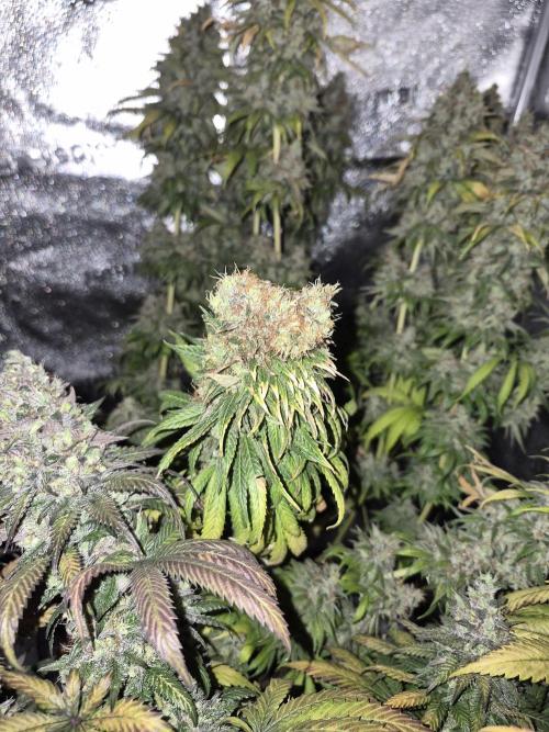 Kamillo. Week 14 - Fasciation monster