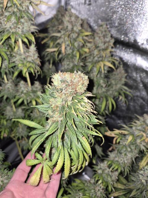 Kamillo. Week 14 - Fasciation monster!