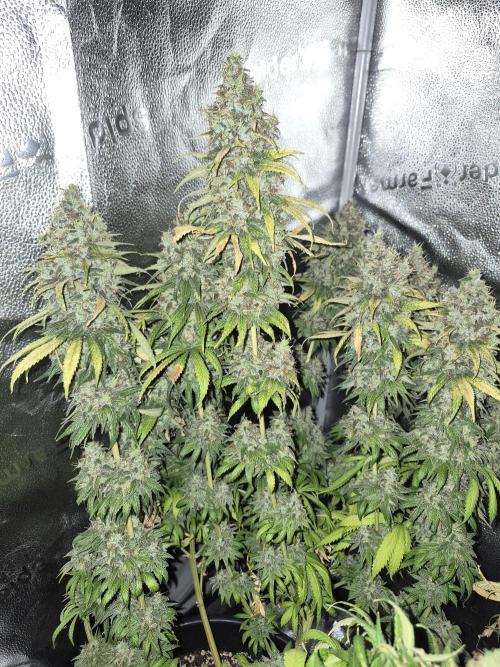 Kamillo. Week 14