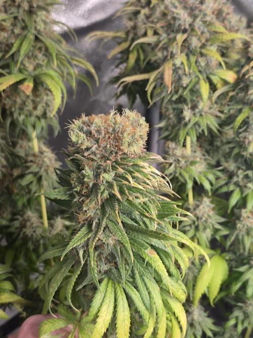 Kamillo. Week 14