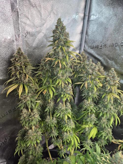 Kamillo. Week 14