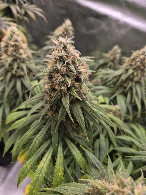 Kamillo. Week 14