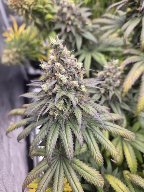 Kamillo. Week 14