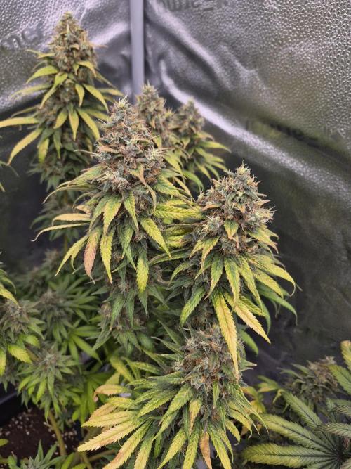 Kamillo. Week 14