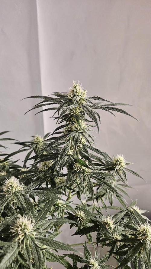 HomeGrow 2026 #1. Week 5 - C99 × GJ day 36 of flower