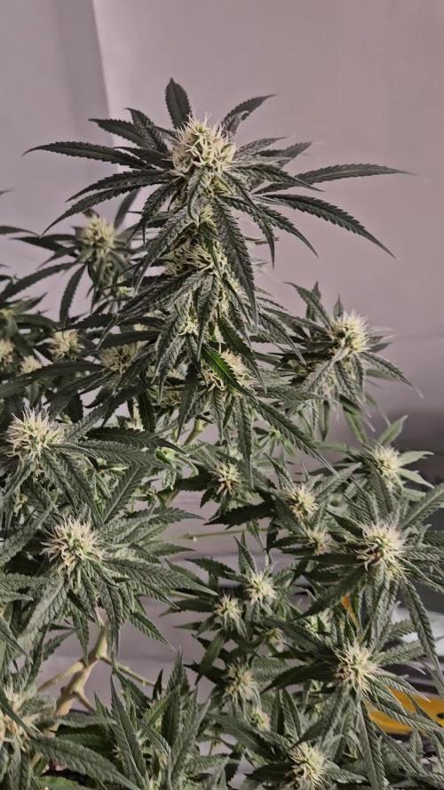 HomeGrow 2026 #1