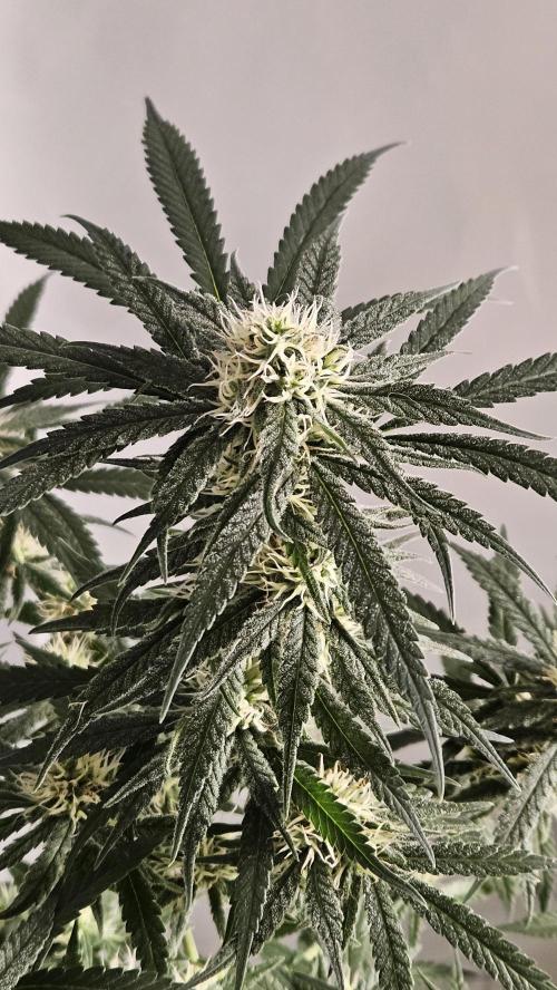 HomeGrow 2026 #1. Week 5 - C99 × GJ day 36 of flower