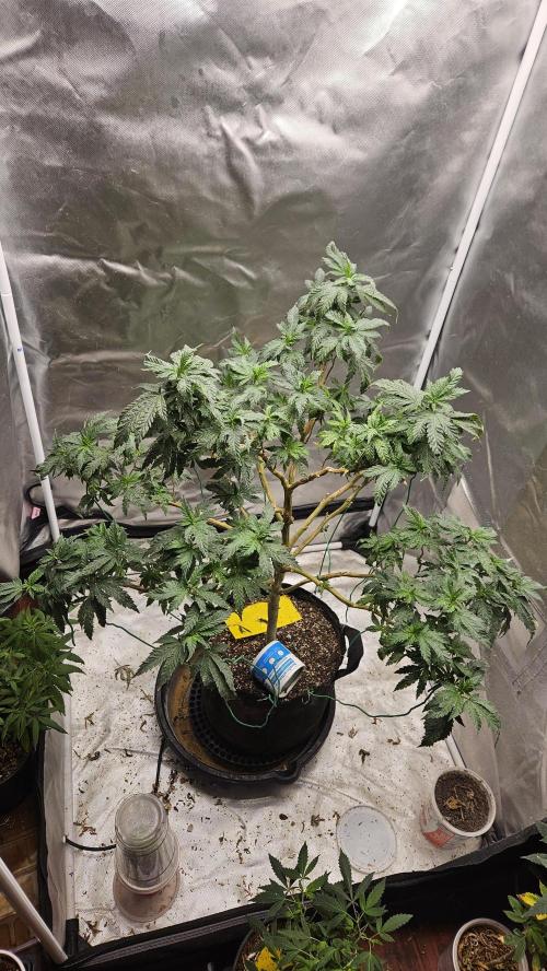 Home Grow 2026 #2. Week 9 - Super Melon Popz, my keeper pheno of Rainbow Melon from FastBuds.