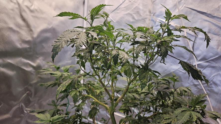Home Grow 2026 #2. Week 9 - Super Melon Popz, keeper pheno of Rainbow Melon from Fastbuds.
