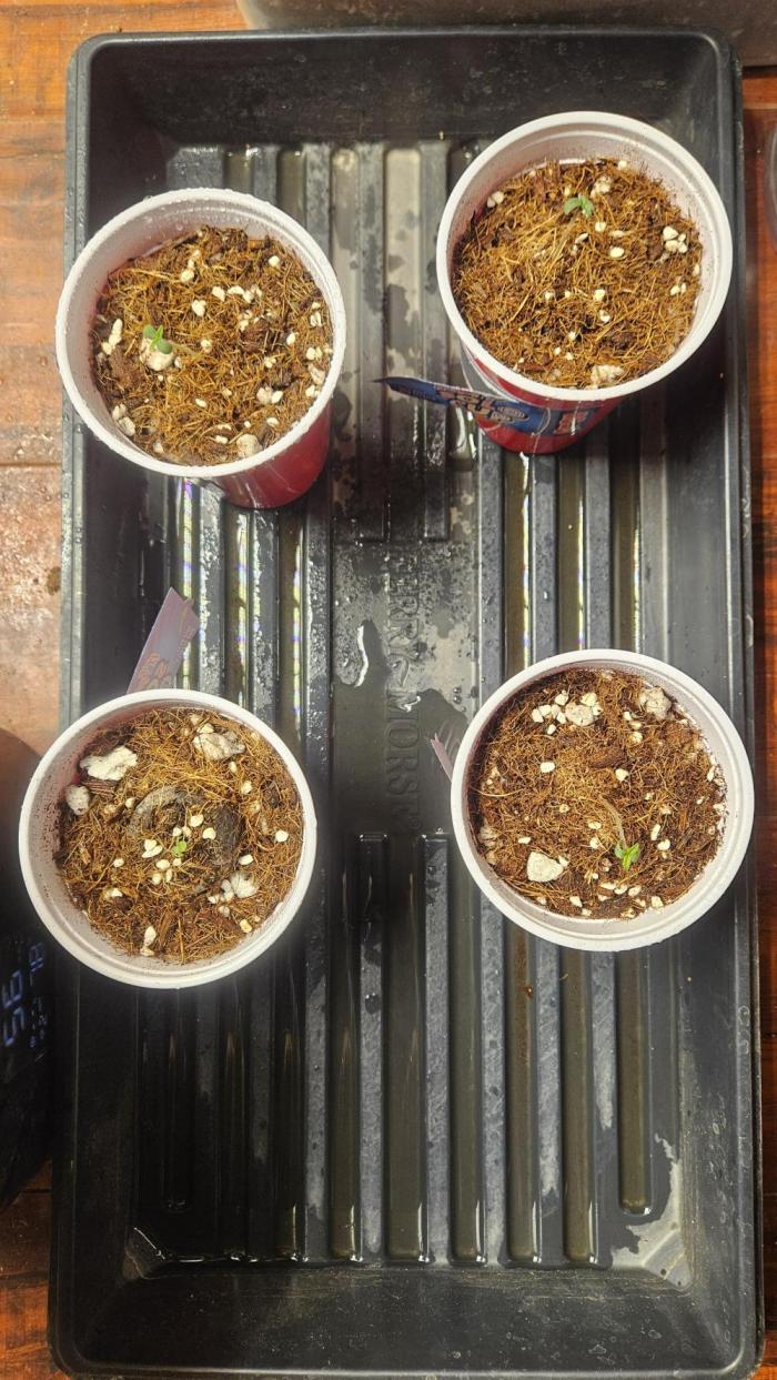 HomeGrow 2026 #3. Week 0 - Day 1 Sprouts. Cereal Milk by RQS, Rosetta 78(2) by BGS, XXX#10 × Grandpa's Cookies#6 by Ethos.