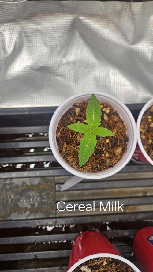 HomeGrow 2026 #3. Week 1 - 4/29/26