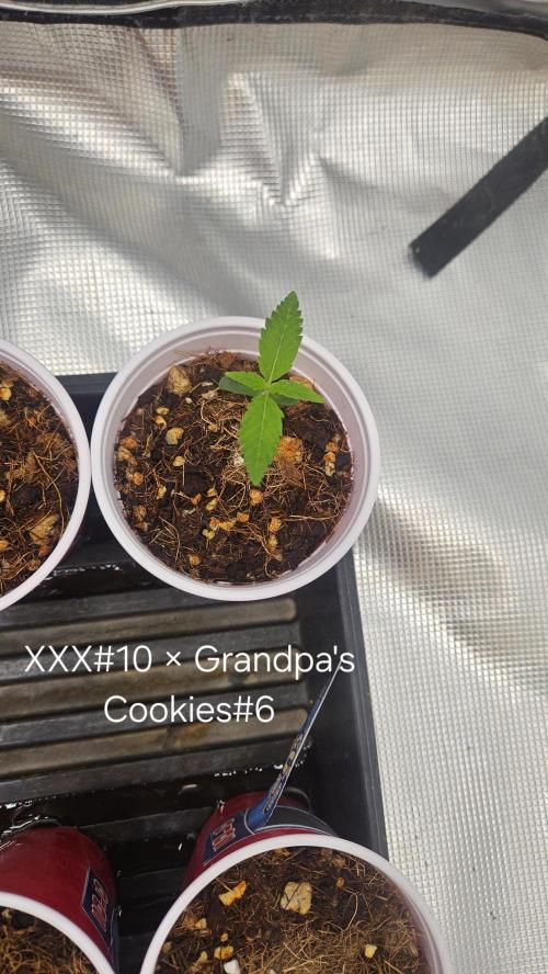 HomeGrow 2026 #3. Week 1 - 4/29/26