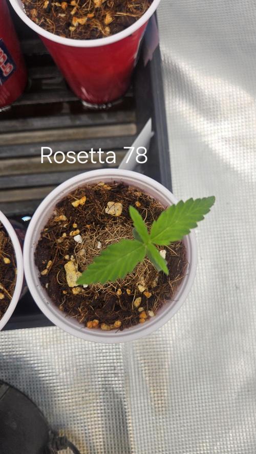HomeGrow 2026 #3. Week 1 - 4/29/26