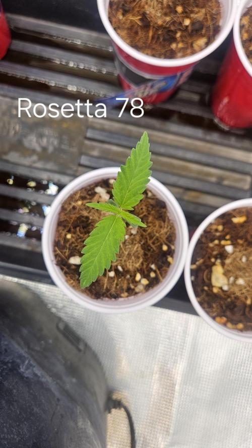 HomeGrow 2026 #3. Week 1 - 4/29/26.