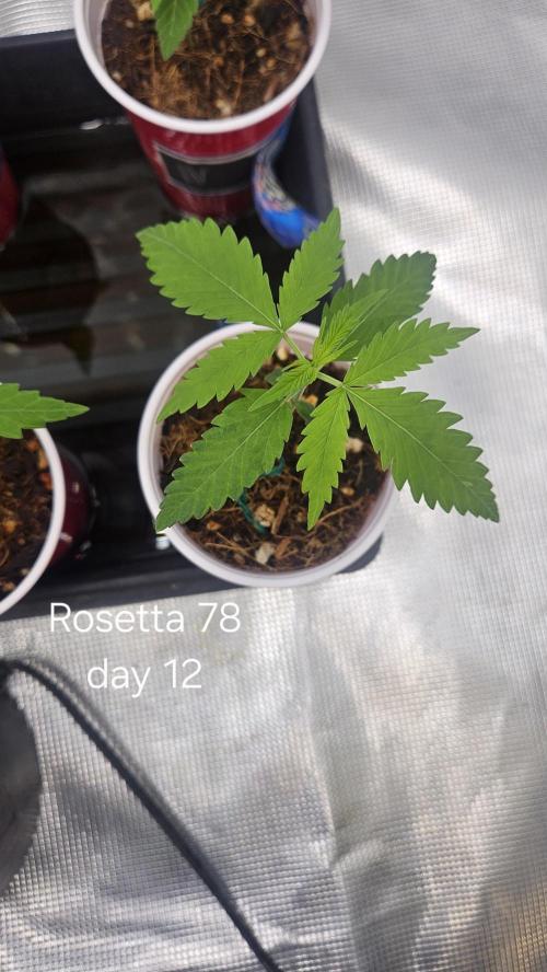 HomeGrow 2026 #3. Week 2 - 5/3/26