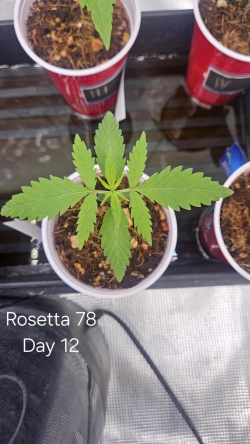 HomeGrow 2026 #3. Week 2 - 5/3/26