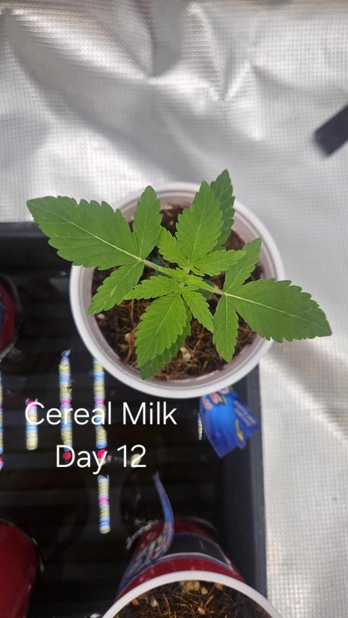 HomeGrow 2026 #3. Week 2 - 5/3/26