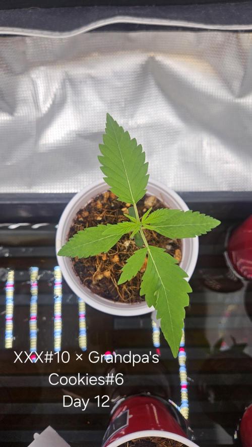 HomeGrow 2026 #3. Week 2 - 5/3/26