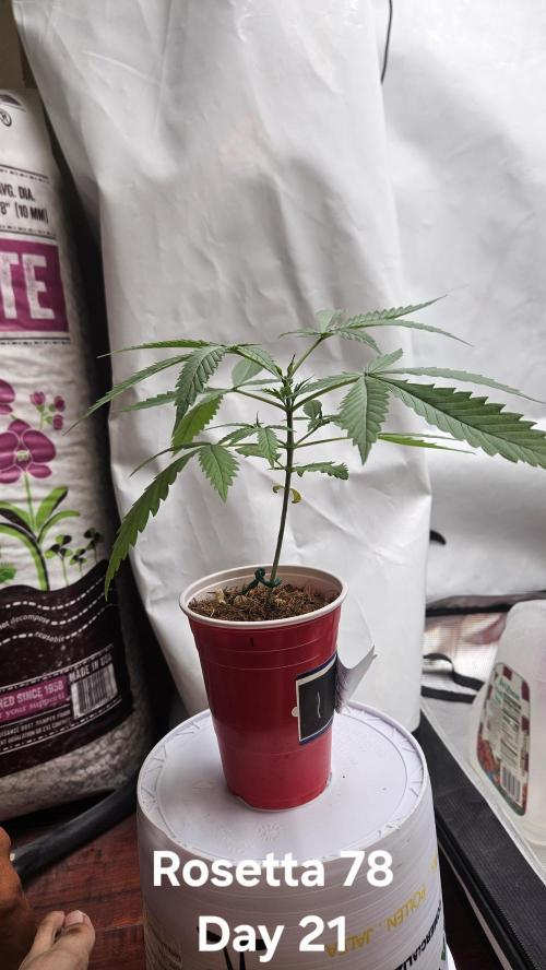 HomeGrow 2026 #3. Week 3 - 5/12/26. transplant day Rosetta 78.