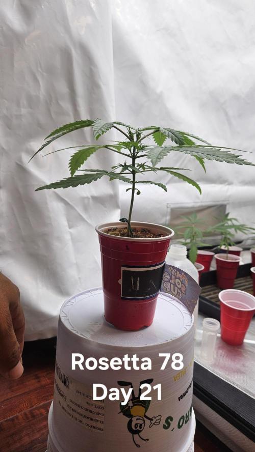 HomeGrow 2026 #3. Week 3 - 5/12/26. transplant day Rosetta 78.