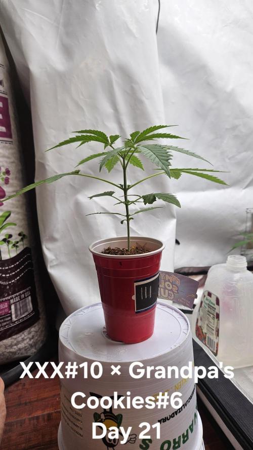 HomeGrow 2026 #3. Week 3 - 5/12/26. transplant day XXX#10 × Grandpa's Cookies#6.