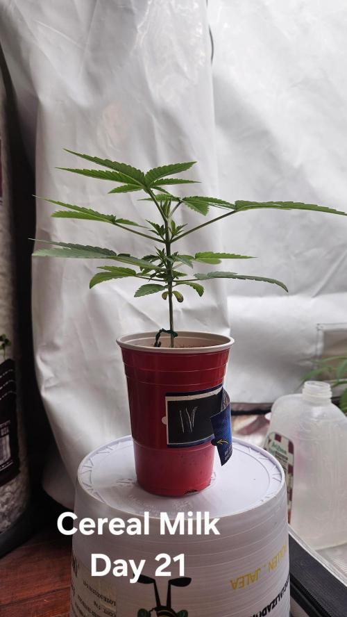 HomeGrow 2026 #3. Week 3 - 5/12/26. transplant day Cereal Milk.