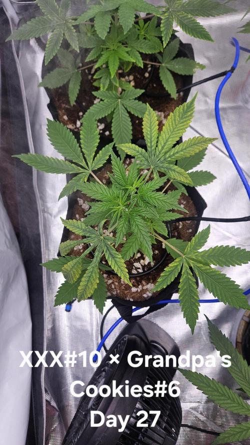 HomeGrow 2026 #3. Week 4 - 5/18/26