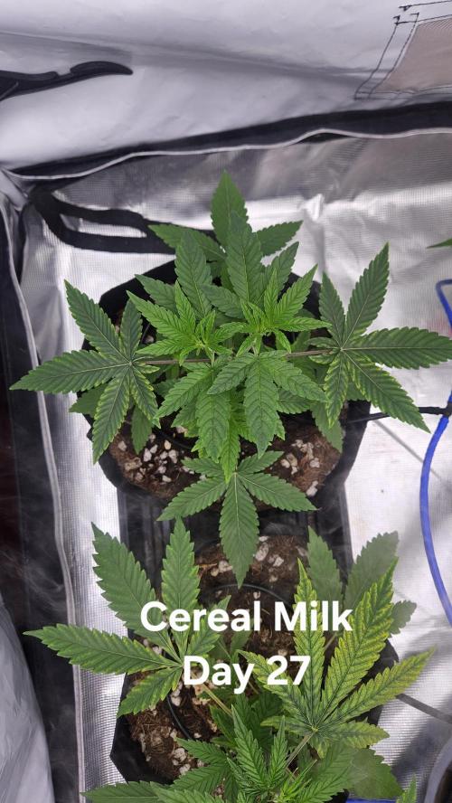 HomeGrow 2026 #3. Week 4 - 5/18/26