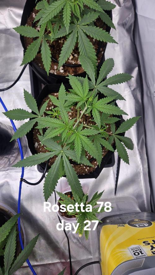 HomeGrow 2026 #3. Week 4 - 5/18/26