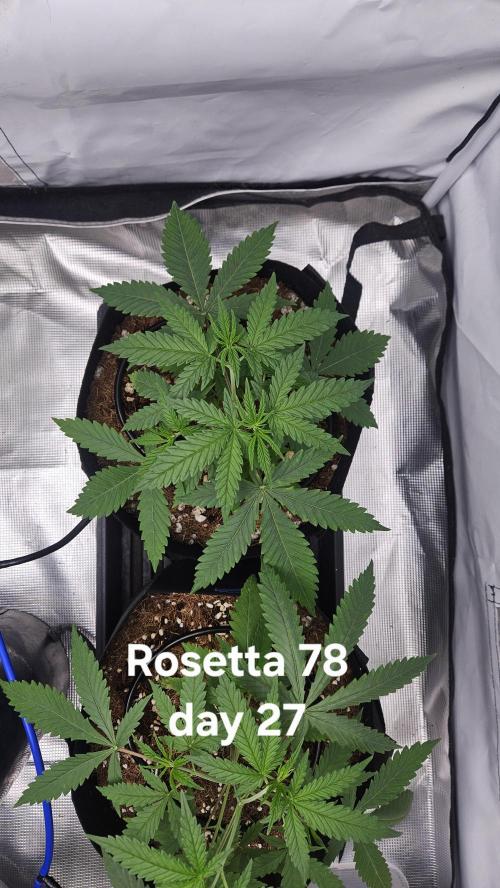 HomeGrow 2026 #3. Week 4 - 5/18/26