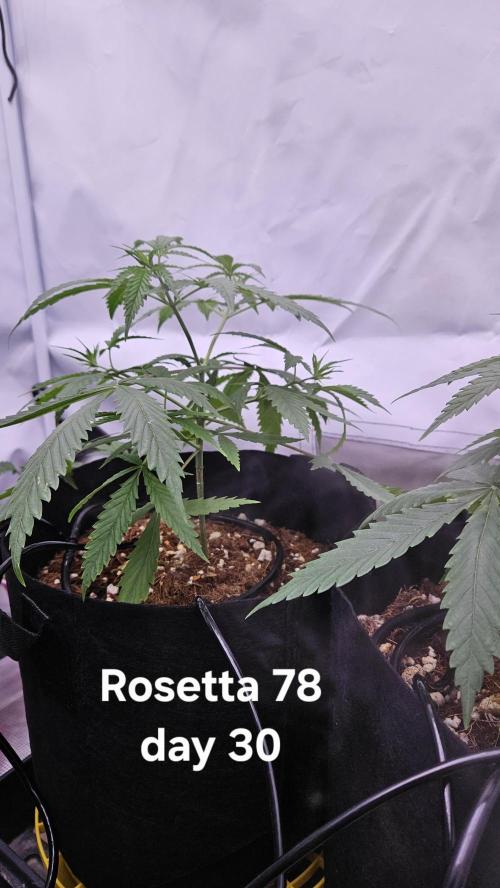 HomeGrow 2026 #3. Week 5 - 5/21/26