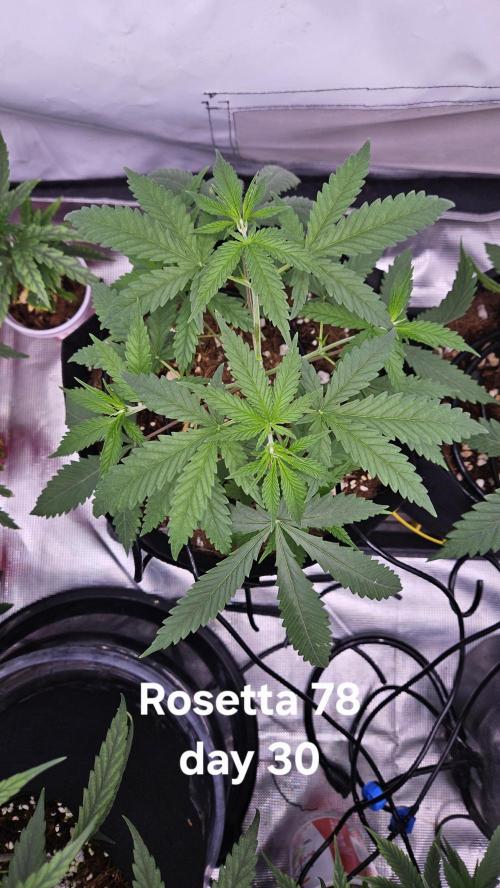 HomeGrow 2026 #3. Week 5 - 5/21/26