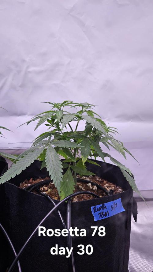 HomeGrow 2026 #3. Week 5 - 5/21/26