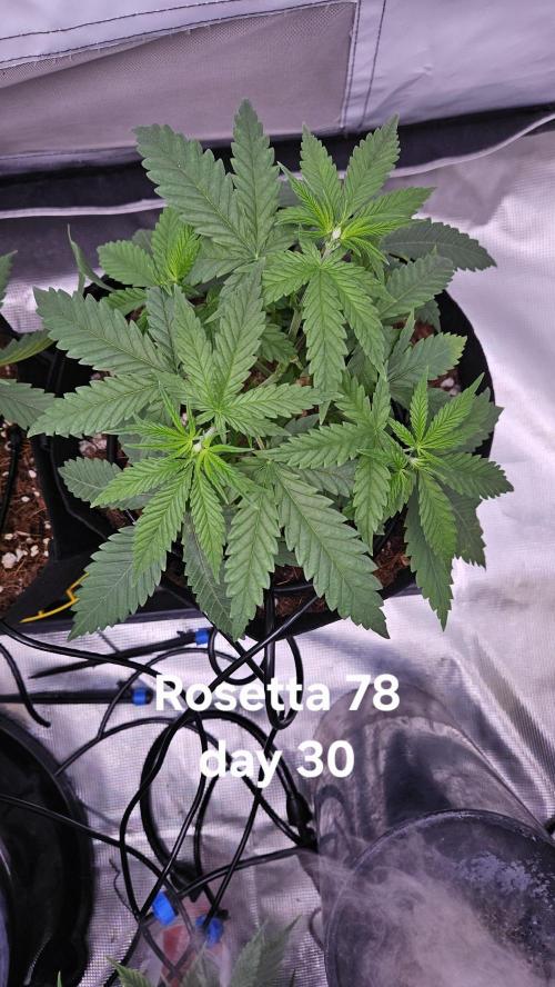 HomeGrow 2026 #3. Week 5 - 5/21/26