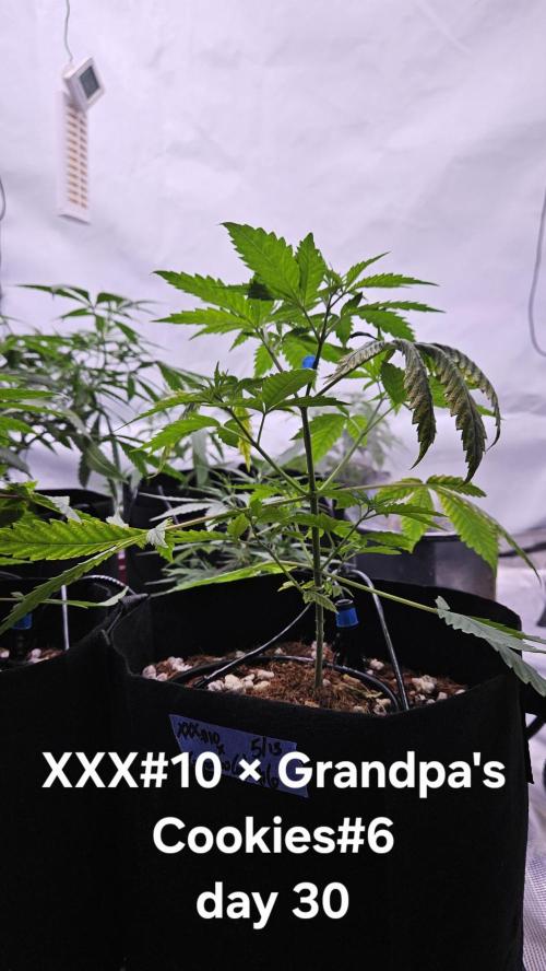 HomeGrow 2026 #3. Week 5 - 5/21/26